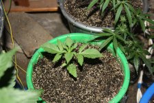 IMG_8104 - копия.JPG