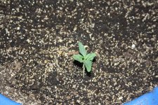 IMG_8107 - копия.JPG