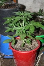 IMG_8094 - копия.JPG