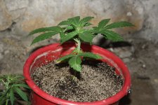 IMG_8108 - копия.JPG