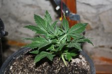 IMG_8095 - копия.JPG