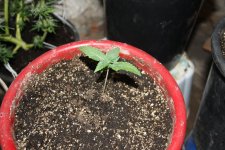 IMG_8102 - копия.JPG