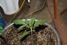 IMG_8105 - копия.JPG