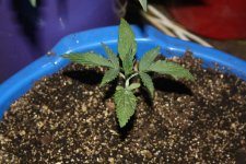 IMG_8106 - копия.JPG