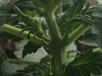 20170508_080807248_iOS.jpg