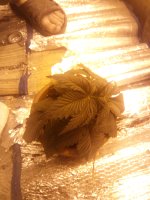 IMG_20170503_215210.jpg