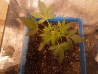 IMG_20170503_215958.jpg
