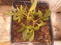 IMG_20170503_221957.jpg