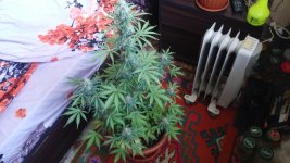 20170509_162324.jpg