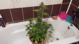 20170509_155211.jpg