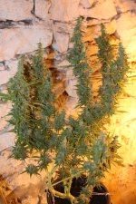 IMG_8118.JPG