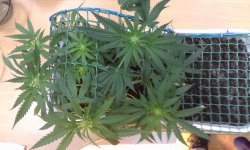 2017-04-15 16.15.43.jpg