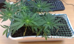 2017-04-15 16.15.53.jpg