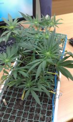 2017-04-15 16.16.10.jpg