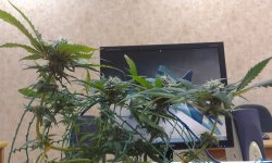 2017-05-10 13.23.11.jpg