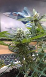 2017-05-10 13.24.06.jpg