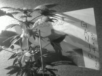Ganja live 2017.jpg
