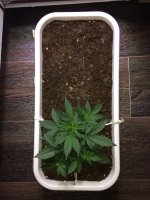20170510_163715192_iOS.jpg
