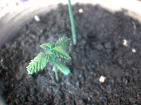 vlcsnap-2017-05-11-06h30m39s154.png