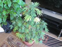 IMG_2116.JPG