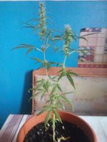 2017-05-12 20-17-16.JPG
