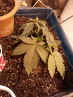 IMG_20170510_225601.jpg
