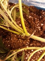 IMG_20170510_221958.jpg