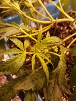 IMG_20170510_225512.jpg