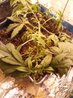 IMG_20170510_225538.jpg