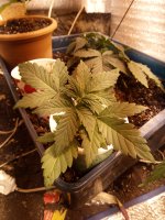 IMG_20170510_225545.jpg
