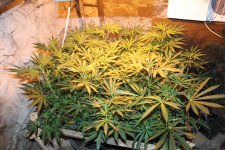 IMG_8196.JPG