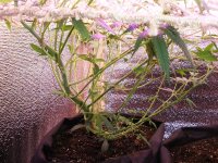 P5130453.JPG