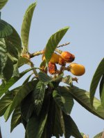 mimibel 040.JPG