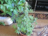 IMG_2127.JPG