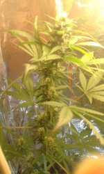 1494858979882_523 (1).jpg