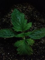 IMG_20170516_214643.jpg