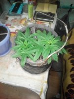 IMG_20170517_185530.jpg