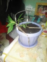 IMG_20170517_185509.jpg