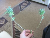 IMG_2184.JPG