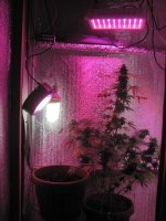 IMG_2203.JPG