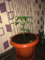20170522_221303920_iOS.jpg