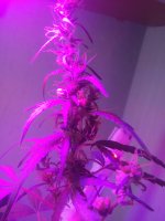 20170523_152236.jpg