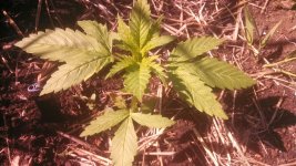IMG_20170523_091846_329-816x459.jpg