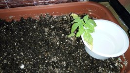 IMG_20170524_181124.jpg