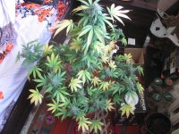 IMG_2216.JPG