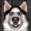 99px_ru_avatar_134401_udivlennij_pes.jpg