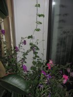 IMG_2239.JPG