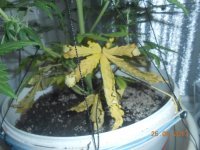 IMG_20170526_224115.jpg