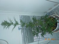 IMG_20170526_224111.jpg