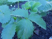 DSCN4132.JPG